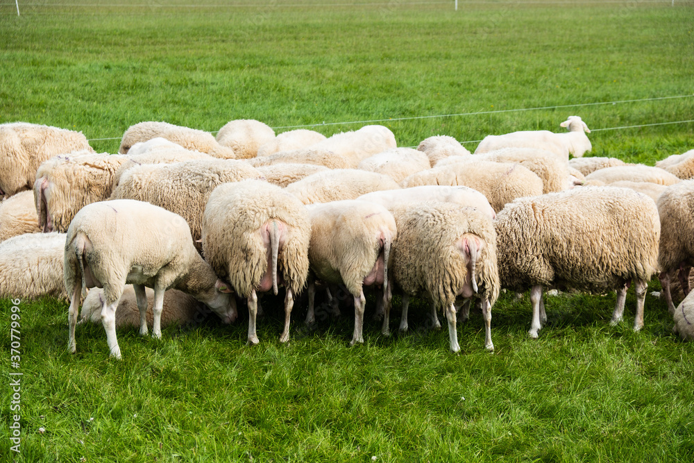 Eine Herde Schafe auf einer Weide der niederländischen Insel Terschelling