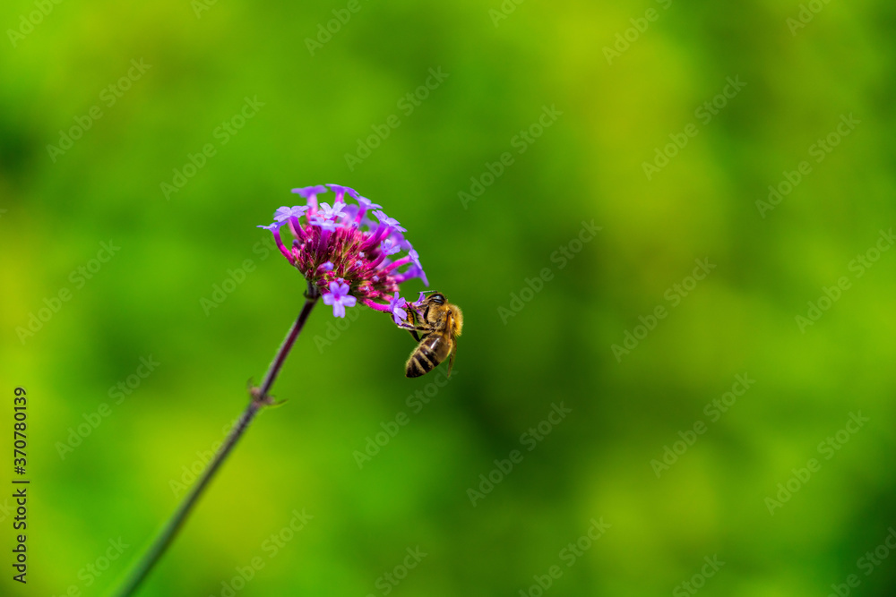 Westliche Honigbiene (Apis mellifera) auf Verbene (Verbena bonariensis) Westliche Honigbiene (Apis mellifera) auf Verbene (Verbena bonariensis)
