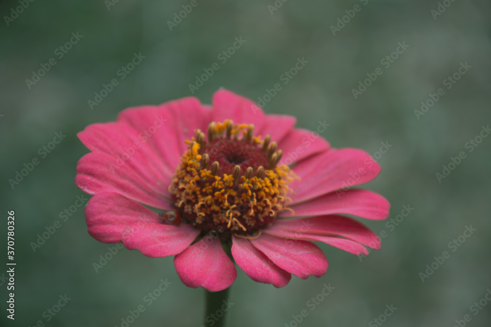Obraz premium close up of pink flower