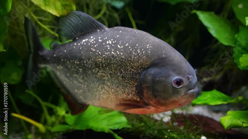 Red-bellied piranha (Pygocentrus nattereri) freshwater fish, family: Serrasalmidae, region: South America