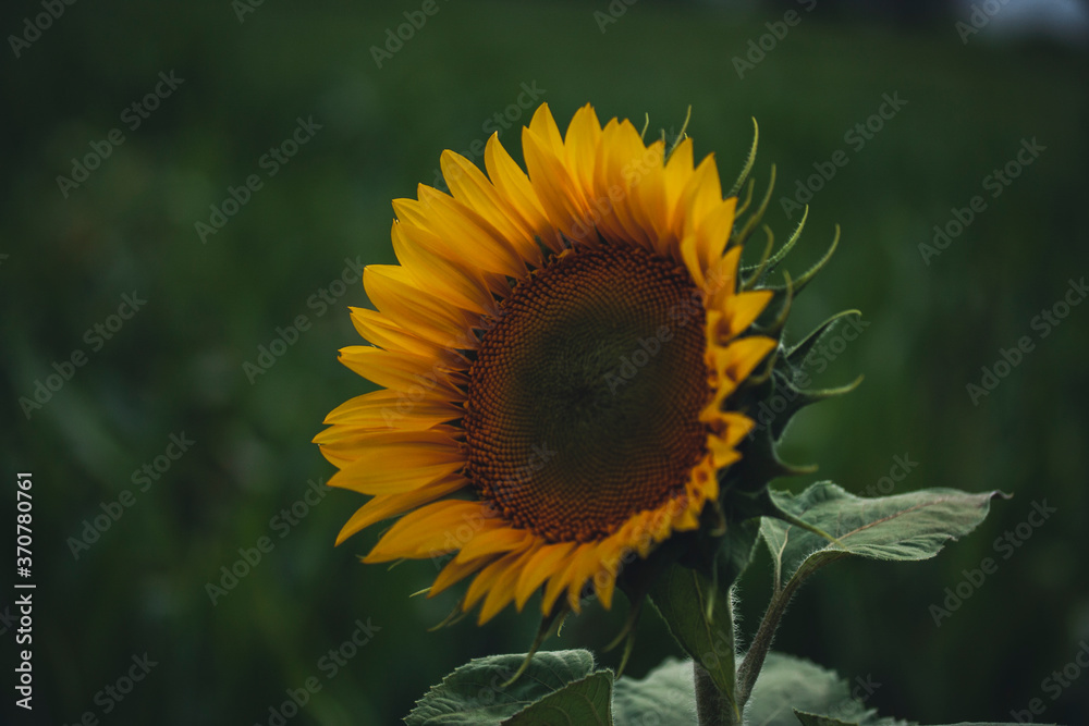 Sonnenblume am Maisfeld Sonnenblume am Maisfeld