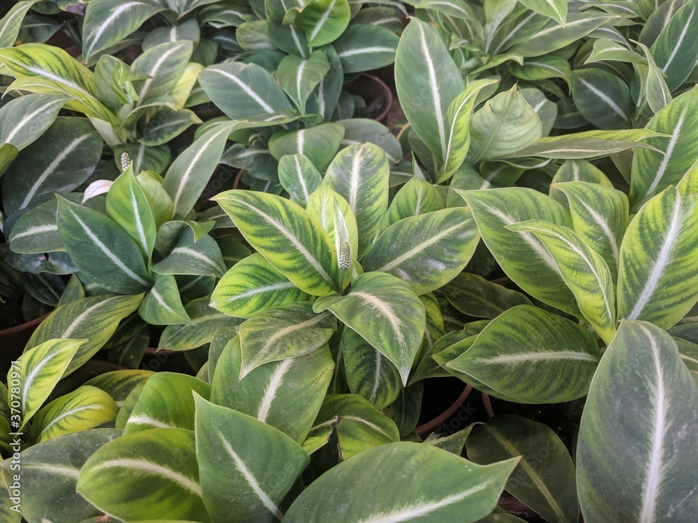 Obraz premium Close up of Peace Lily white flower in the foreground with matte yellow green leaves with white stripe (Spathiphyllum 'Silver Streak')