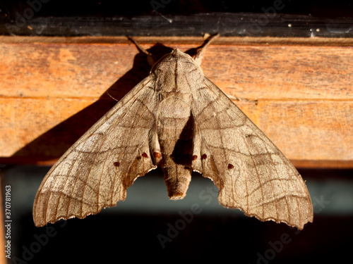  Brown color night butterfly or moth belonging to the paraphyletic group of insects photo