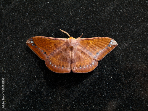  Brown color night butterfly or moth belonging to the paraphyletic group of insects, photo