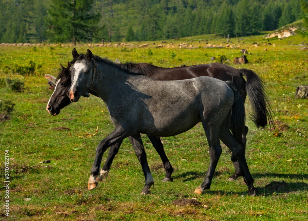 Russia. mountain Altai. Peacefully grazing horses with foals in the valley of the Yabogan river. Russia. mountain Altai. Peacefully grazing horses with foals in the valley of the Yabogan river.