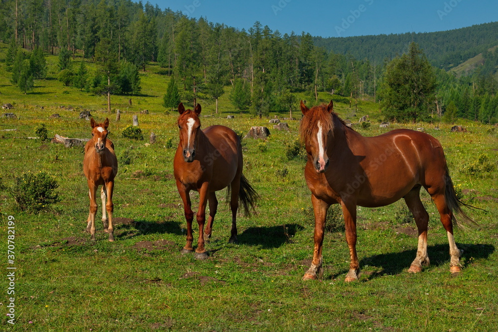 Russia. mountain Altai. Peacefully grazing horses with foals in the valley of the Yabogan river.