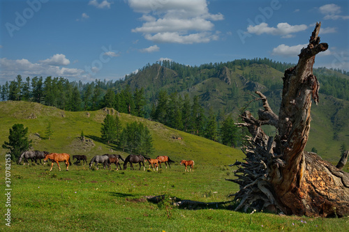 Russia. mountain Altai. Peacefully grazing horses with foals in the valley of the Yabogan river. photo