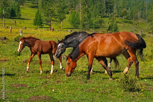 Russia. mountain Altai. Peacefully grazing horses with foals in the valley of the Yabogan river.