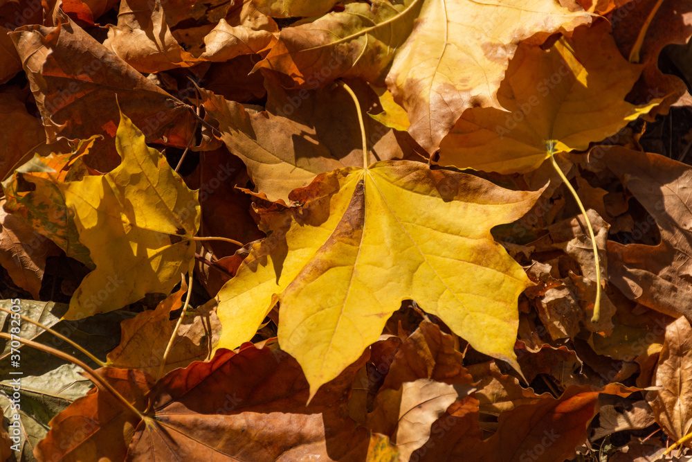 Yellow maple leaves on the ground top view. Background of autumn leaves in sunlight. Fallen orange leaves from a tree. Yellow maple leaves on the ground top view. Background of autumn leaves in sunlight. Fallen orange leaves from a tree.