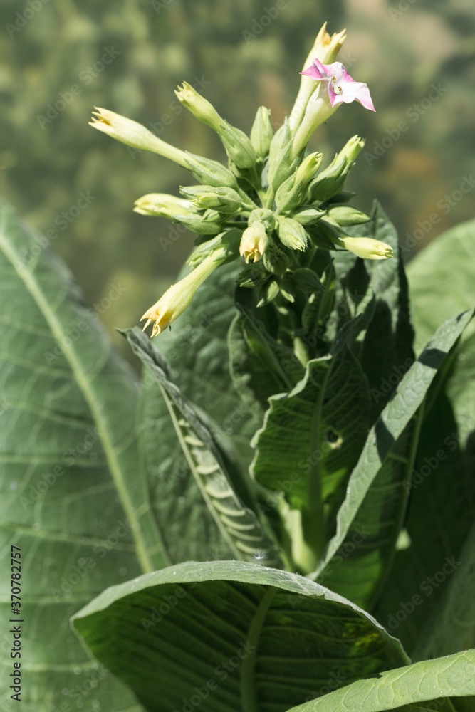 Obraz premium Tobacco big leaf crops growing in tobacco plantation field. Many delicate pink flowers of nicotina plant.