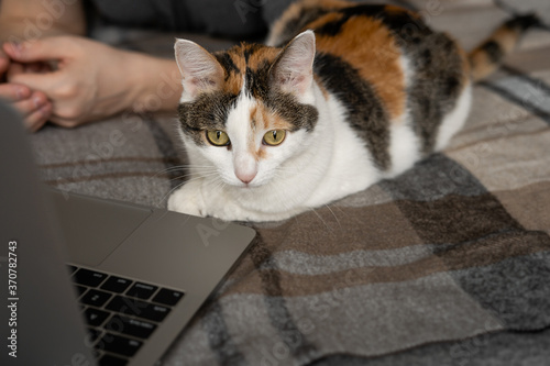 A man is working on a laptop on the bed, and a cat is lying next to him
