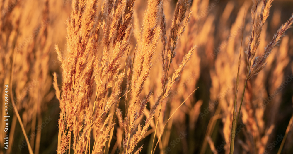 Obraz premium Soft focus background of wheat. Nature.