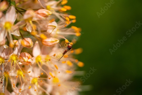 Hainschwebfliege (Episyrphus balteatus)
