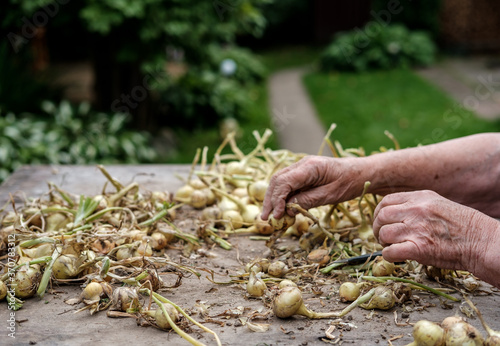 An elderly woman spreads the harvested onion with her hands on a wooden table against the background of the garden.