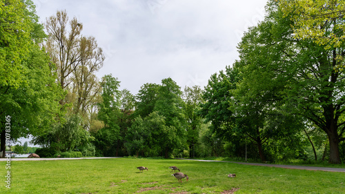 Schilderij op canvas geese grazing on the lawn in the park
