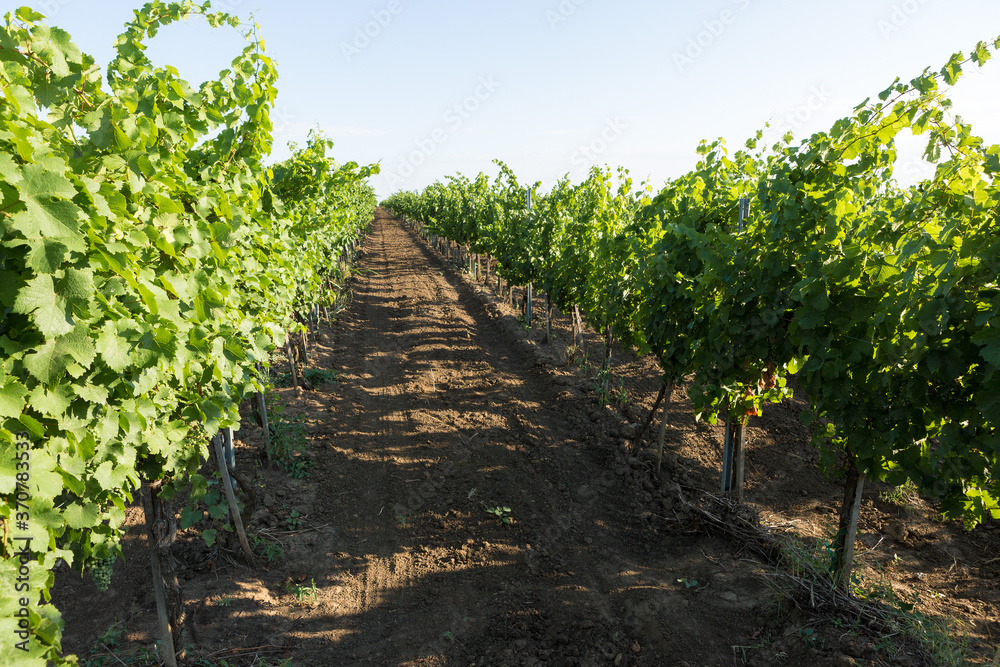 Vineyard plantation in summer. Green growing vine formed by bushes.