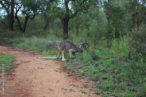 Kangaroos in wilder Natur in Australien 