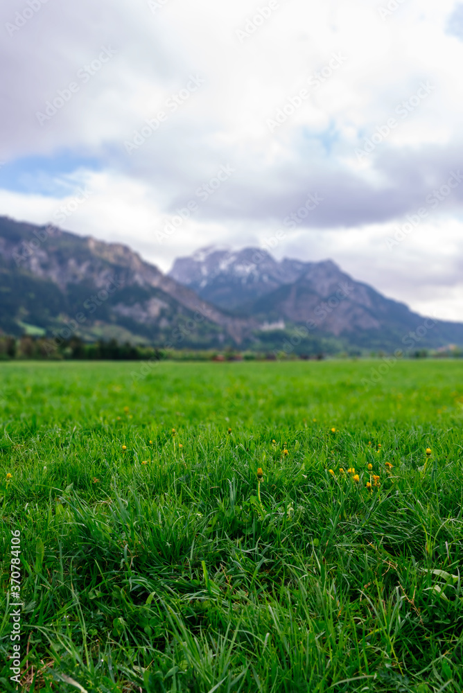 A meadow with unblown dandelions against a background of mountains