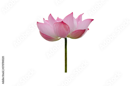 Lotus flower isolated on white background.