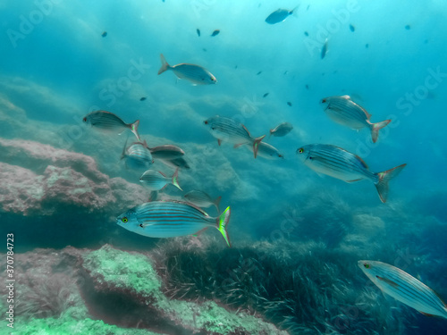 Bancs de poissons en mer m  diterran  e - Schools of fish in the mediterranean sea