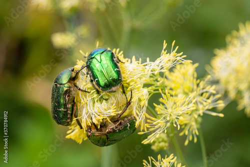 Goldglänzender Rosenkäfer (Cetonia aurata) auf Akeleiblättrige Wiesenraute (Thalictrum aquilegiifolium)