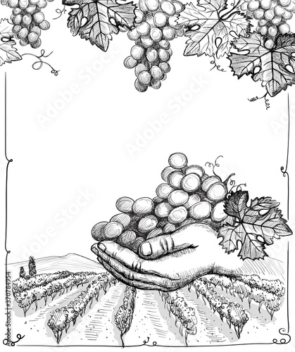 Rural landscape with vineyard and hand holding bunch of grape, vector graphic illustration