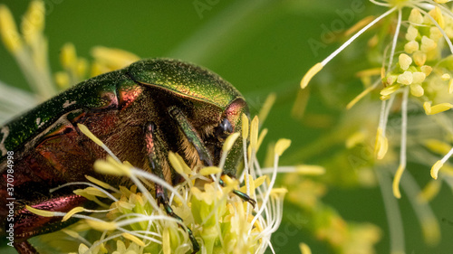 Goldglänzender Rosenkäfer (Cetonia aurata) auf Akeleiblättrige Wiesenraute (Thalictrum aquilegiifolium)