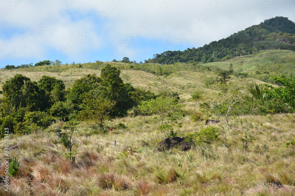 Mountain and trees scenic view during daytime Mountain and trees scenic view during daytime