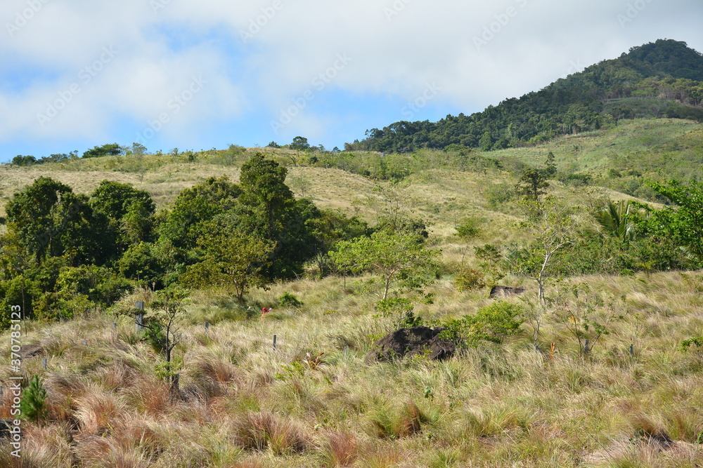 Mountain and trees scenic view during daytime