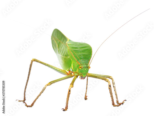 Unique huge green grasshopper (Tettigoniidae) Siliquofera grandis isolated on white background, close-up. Insect conservation of New Guinea, Australia. Entomology, environmental protection, research photo