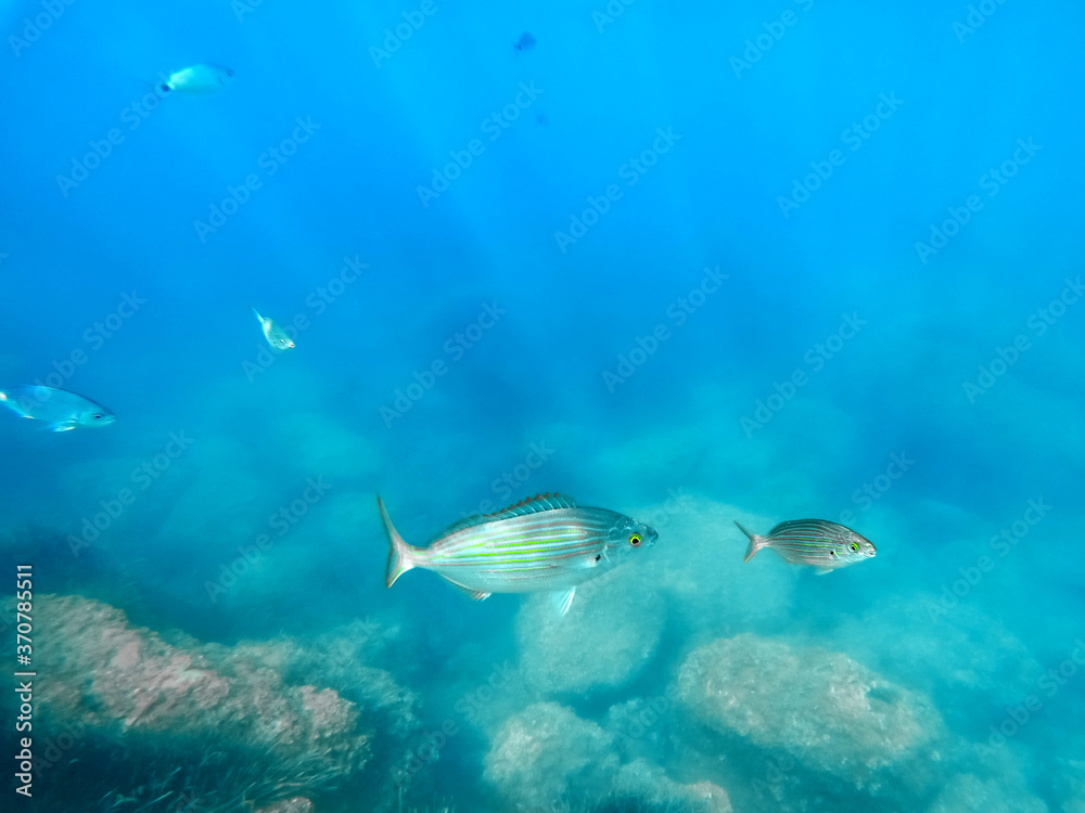 Bancs de poissons en mer méditerranée - Schools of fish in the mediterranean sea