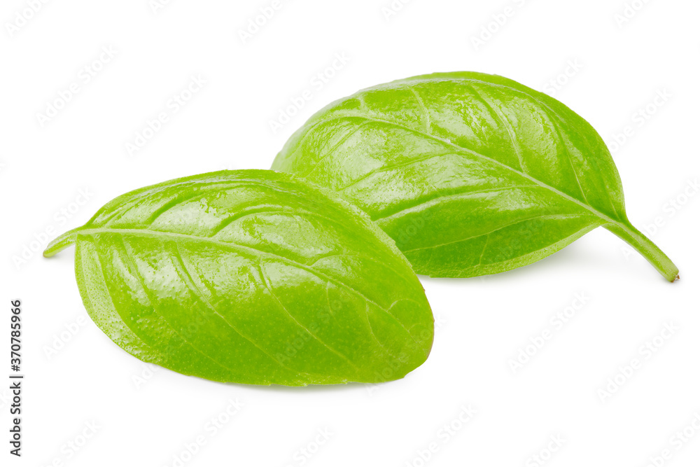 Fototapeta premium Basil leaves isolated on white background. Macro