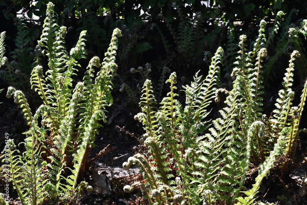 Fern leaves, Polypodiopsida or Polypodiophyta, in the park. Fern leaves, Polypodiopsida or Polypodiophyta, in the park.