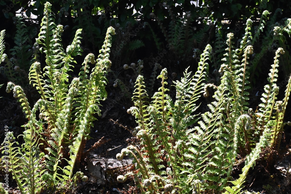 Fern leaves, Polypodiopsida or Polypodiophyta, in the park.