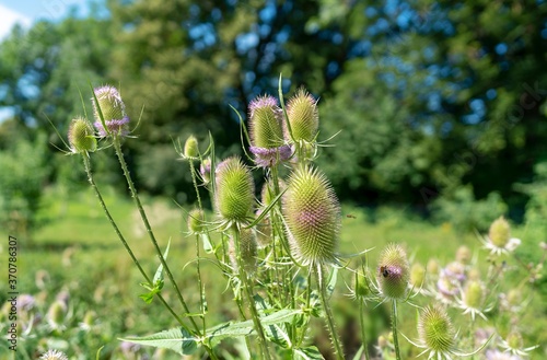 Wilde Karde (Dipsacus fullonum)