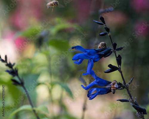 Three Bees