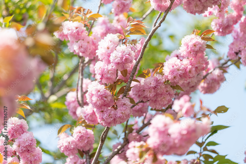 Spring Cherry blossoms, pink flowers. April 2020 in South Korea Spring Cherry blossoms, pink flowers. April 2020 in South Korea