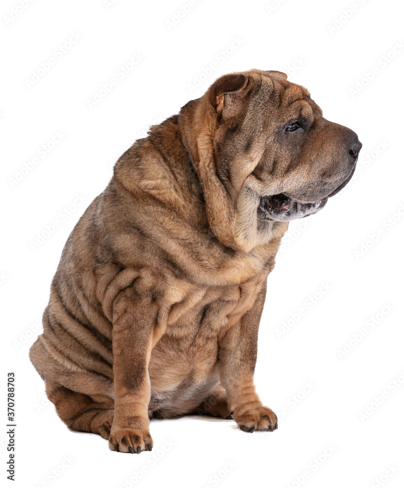 Old Shar-Pei (12 years old) isolated Old Shar-Pei (12 years old) isolated