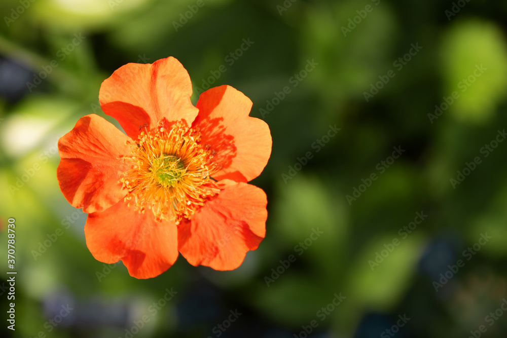 Potentilla fruticosa Tangerine (top view) in the garden Potentilla fruticosa Tangerine (top view) in the garden