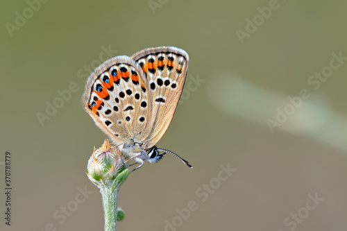Plebejus is a genus of butterflies in the family Lycaenidae, Greece