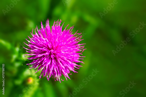 Silybum or milk thistle. Close up. Extracts of milk thistle have been recognized as  liver tonics.  Milk thistle has protective effects on the liver and to greatly improve its function