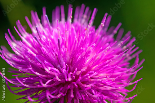 Silybum or milk thistle. Close up. Extracts of milk thistle have been recognized as  liver tonics.  Milk thistle has protective effects on the liver and to greatly improve its function