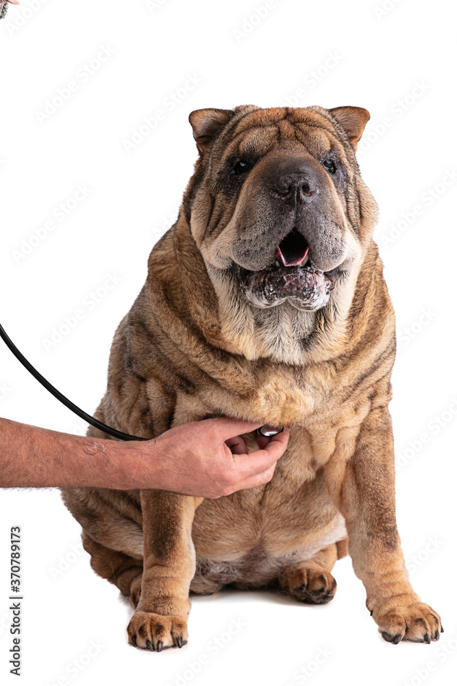 Obraz premium Old Shar-Pei (12 years old) with stethoscope