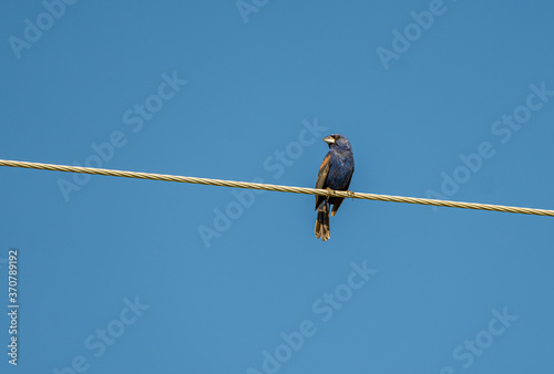 A Blue Grosbeak Perched on a Wire