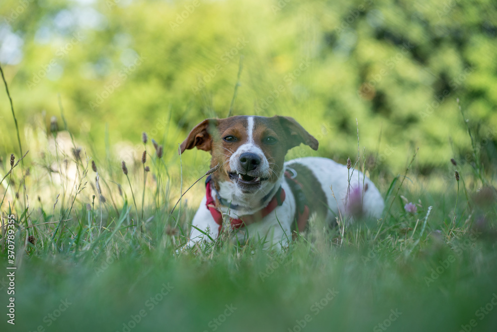 DOG PET PUPPY WALK NATURE OUTDOOR FUN