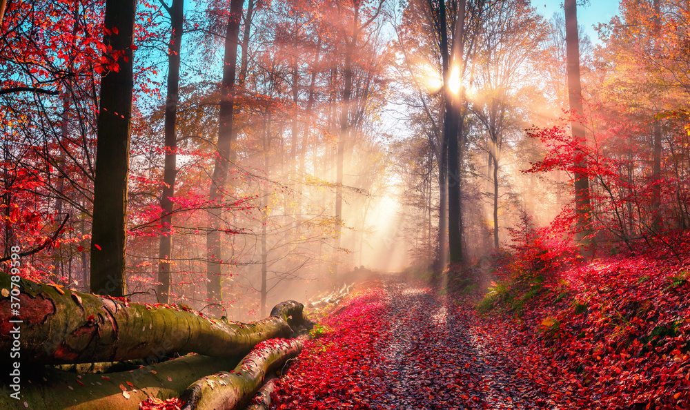 Enchanting autumn scenery in dreamy colors showing a forest path with the sun behind a tree casting beautiful rays through wafts of mist