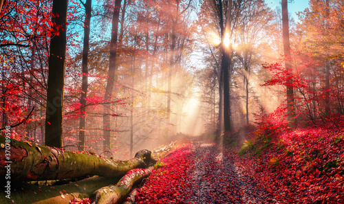 Enchanting autumn scenery in dreamy colors showing a forest path with the sun behind a tree casting beautiful rays through wafts of mist © Smileus
