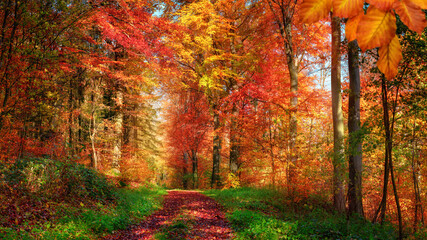 Forest scenery in autumn with enchanting colors and a pathway covered with red leaves and framed by green grass and herbs 