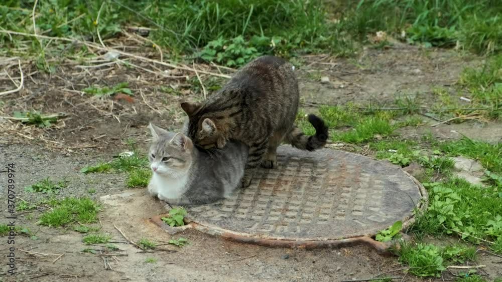 Stray cats on the sewer manhole. A tabby cat bites and licks a gray cat
