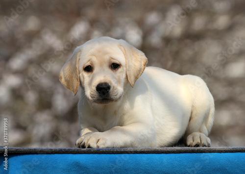 the nice labrador puppy on a blue background © yarvet